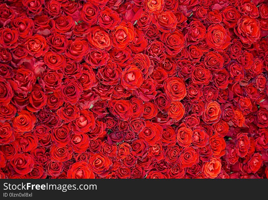 Celebratory Background Of Beautiful Red Roses