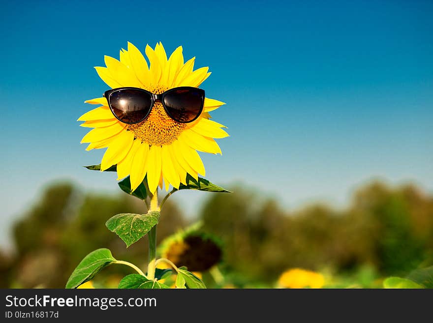 Closeup sunflower wearing black sunglasses with blue sky background