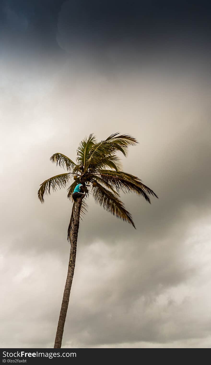 San Blas islands, Panama. March 2018. A view of a local man climbing a palm tree in the San Blas islands Panama. San Blas islands, Panama. March 2018. A view of a local man climbing a palm tree in the San Blas islands Panama.