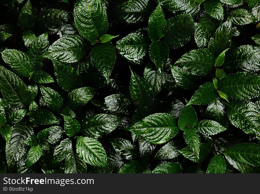 Green leaves background. Green leaves color tone dark in the morning.