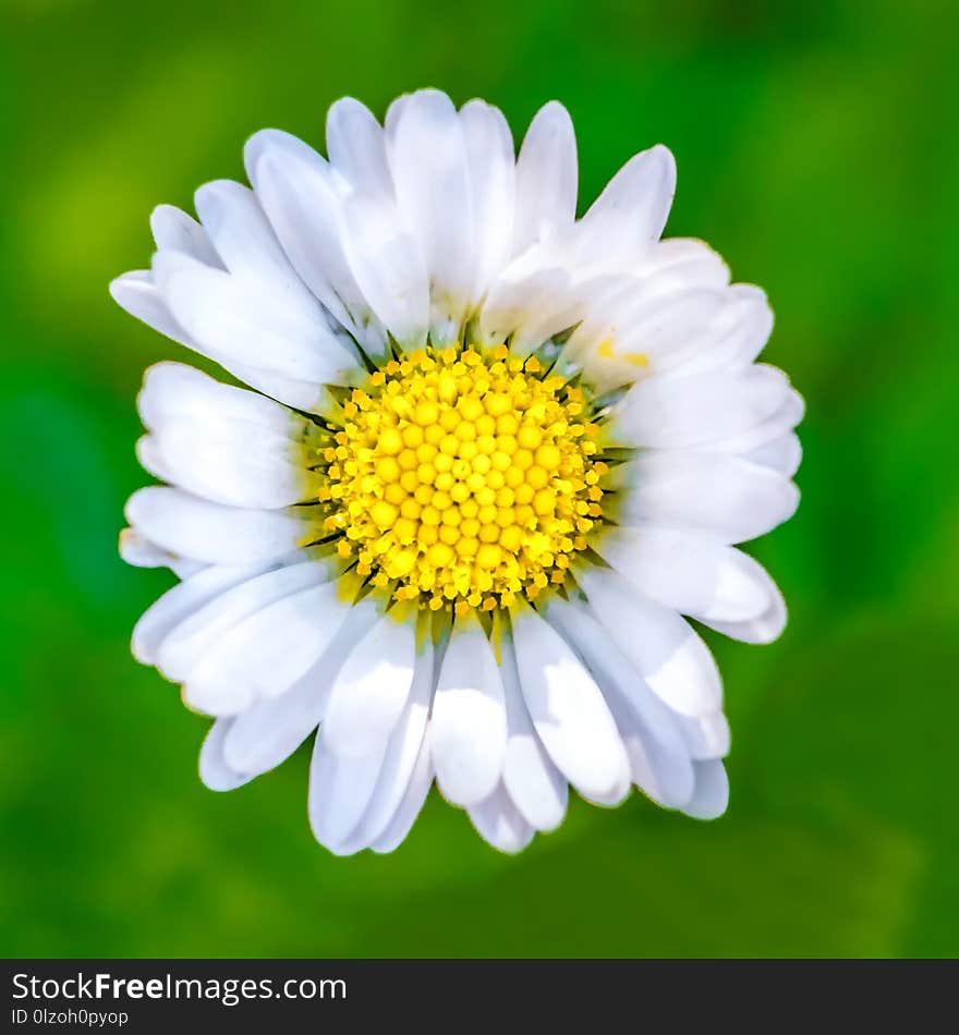 Macro or closeup photo of beautiful daisy flower still wet from morning dew, and green bokeh in the background. Macro or closeup photo of beautiful daisy flower still wet from morning dew, and green bokeh in the background