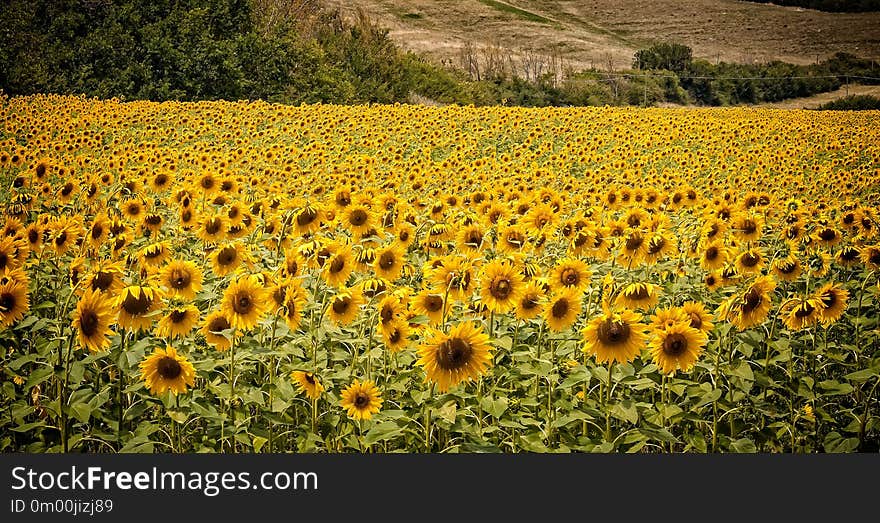 Huge field of Tuscan yellow sunflowers face the sun