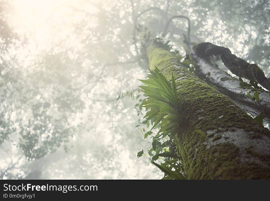 Evergreen forest shrouded in mist and rain in a scenic landscape view.