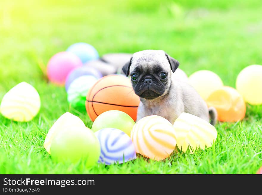 Cute puppy brown Pug playing with ball in green lawnn. Cute puppy brown Pug playing with ball in green lawnn