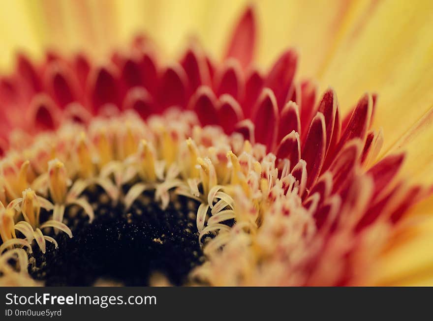 Selective macro shot, blooming Gerbera Daisies petal with shallow depth of field.