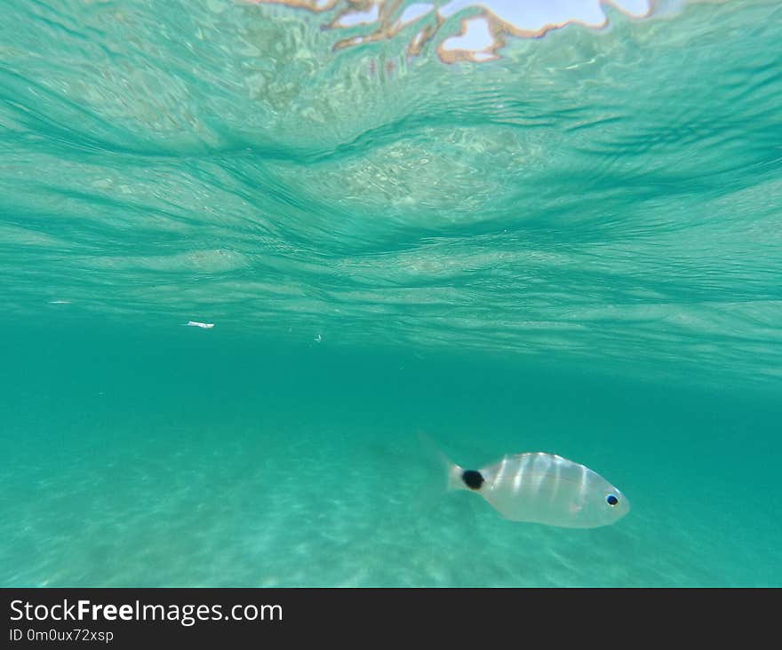 A small fish swimming in turquoise water taken at Paros