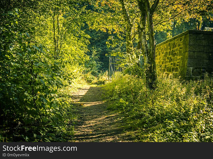 Beautiful Spring forest with a path, green background