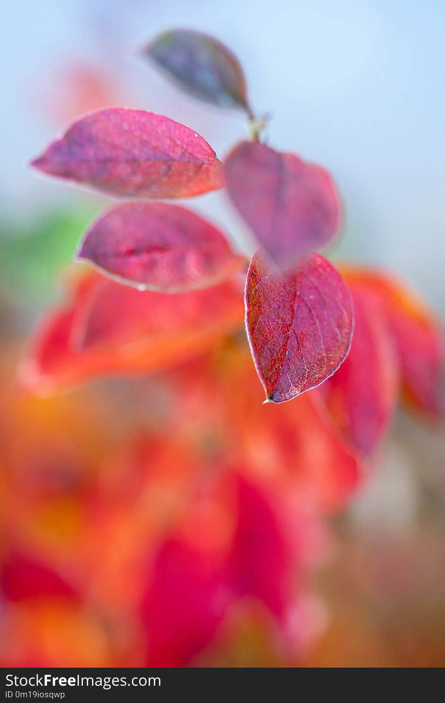 Red autumn leaves on blue sky background.