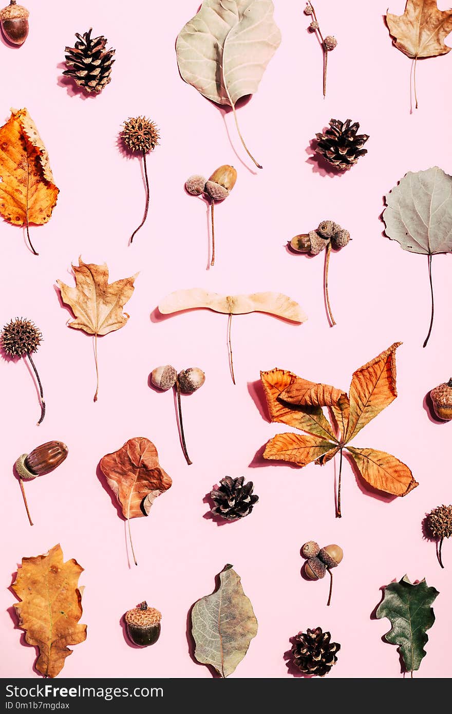 Autumn pattern made of dry leaves on pink background. Top view, autumn card concept.