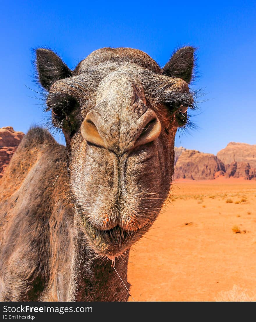 Jordan Wadi Rum Camels, Desert Tourist Location