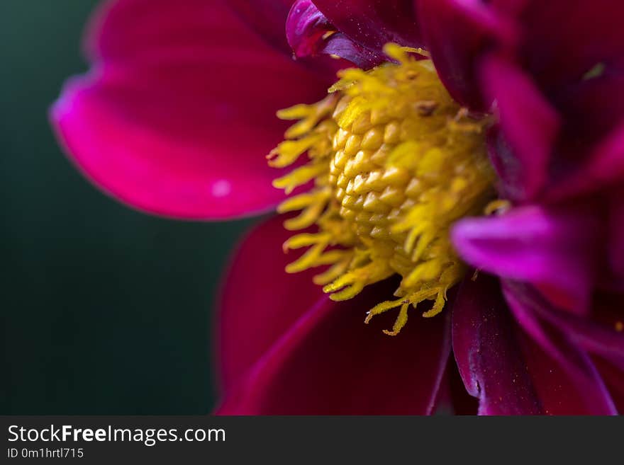 Extreme close up of purple flowers with stamen. Extreme close up of purple flowers with stamen