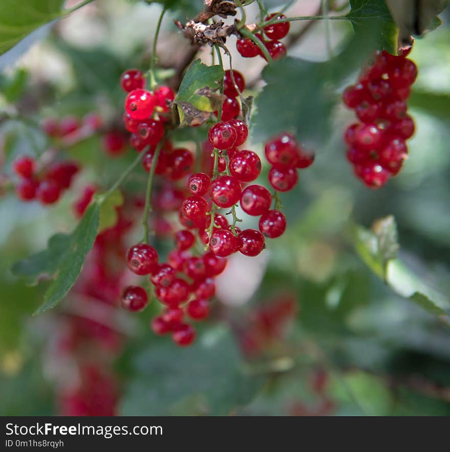 Fresh and healthy recurrants hanging on a bush with green leafs. Fresh and healthy recurrants hanging on a bush with green leafs