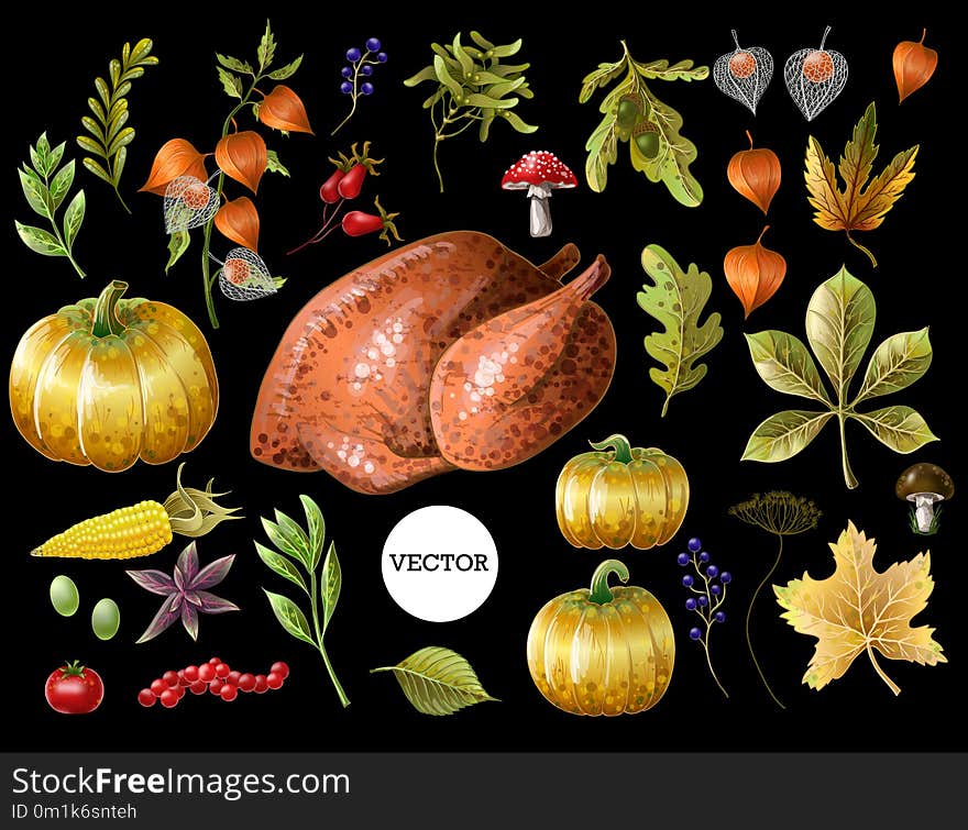 Set of Thanksgiving decor and food, such as turkey, pumpkins, grapes, leaves and other, isolated. Vector.