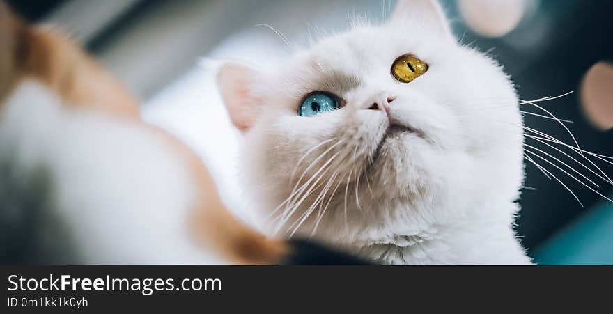 Pure white cat with one blue and one amber eye. Macro photography