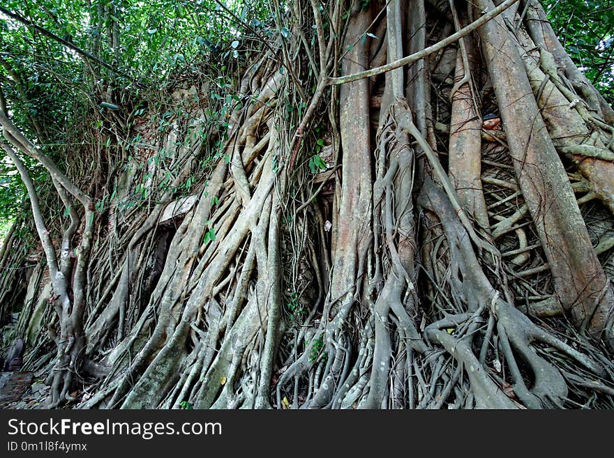 Wide angle view the side of Trees cover buddhist building , Wat Bang Kung ,Unseen Thailand ,Beautiful Buddha image in a tree temple Bang Kung Camp, Samut Songkhram