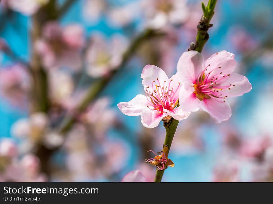 Detail of a beautiful blooming tree in a spring