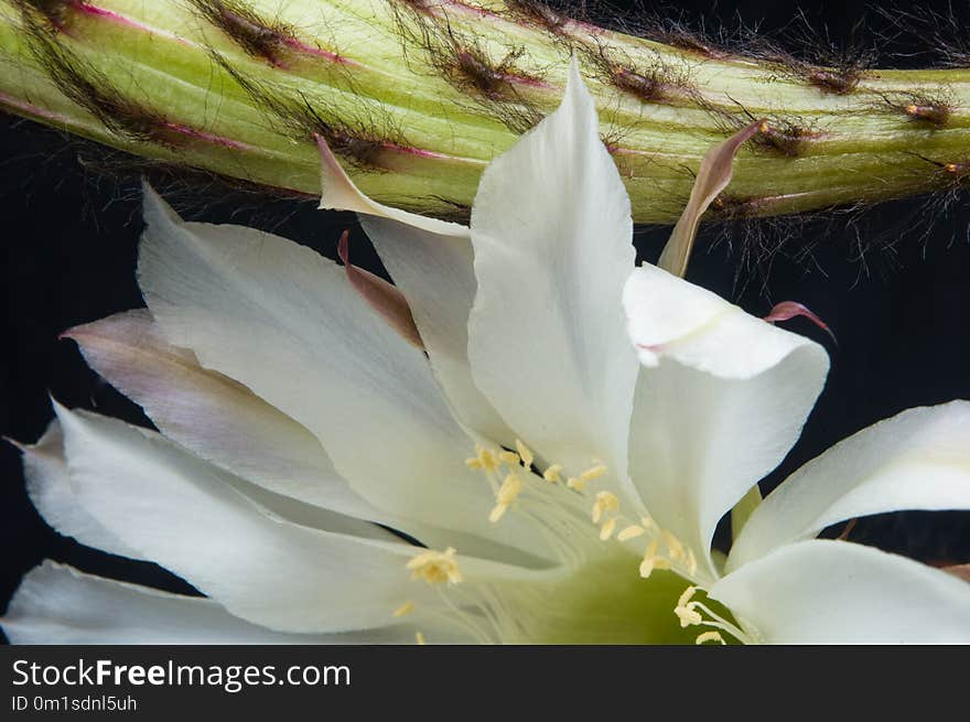 Cactus echinopsis tubiflora, close up, selective focus