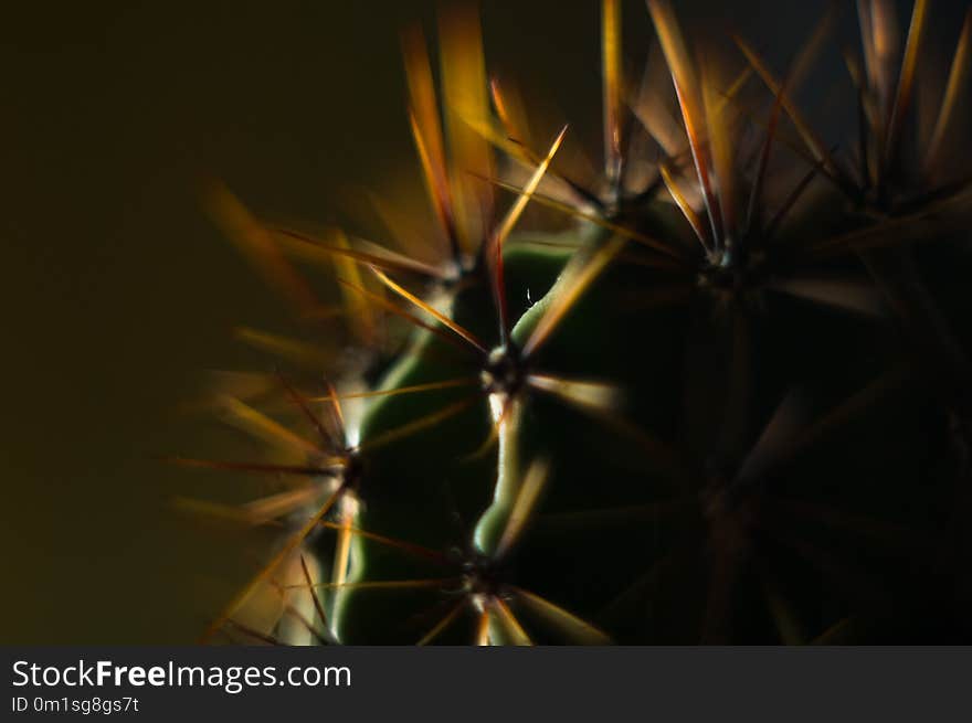 Cactus echinopsis tubiflora, selective soft focus, black background. Cactus echinopsis tubiflora, selective soft focus, black background