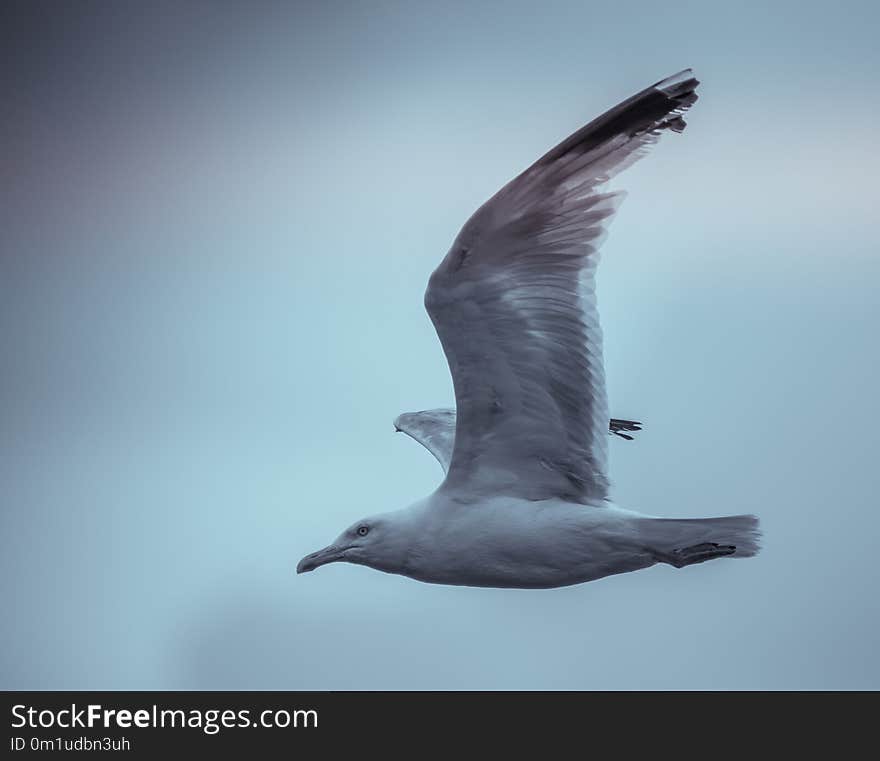 gull bird in flight in summer in daylight