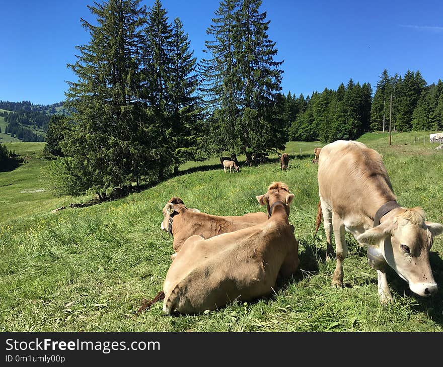 Pasture, Cattle Like Mammal, Grazing, Grassland