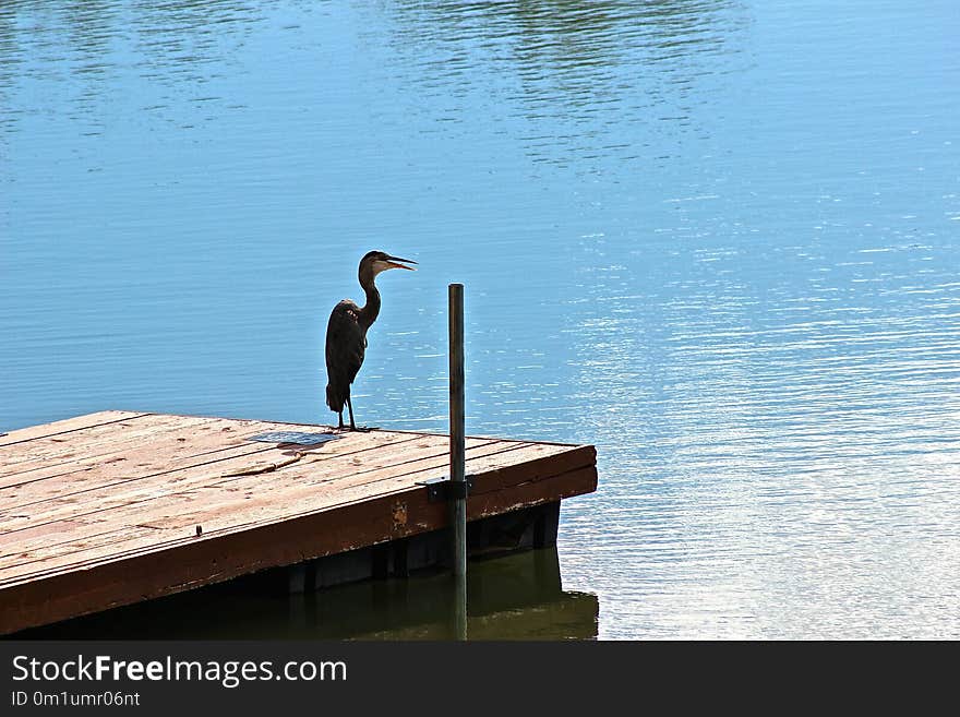 Water, Reflection, Bird, Beak