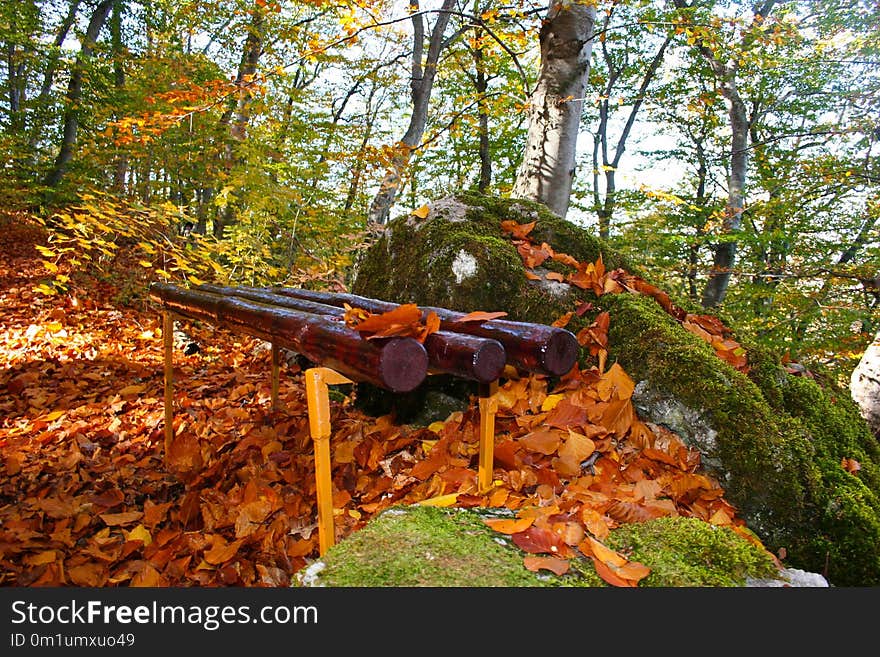 Leaf, Autumn, Deciduous, Tree