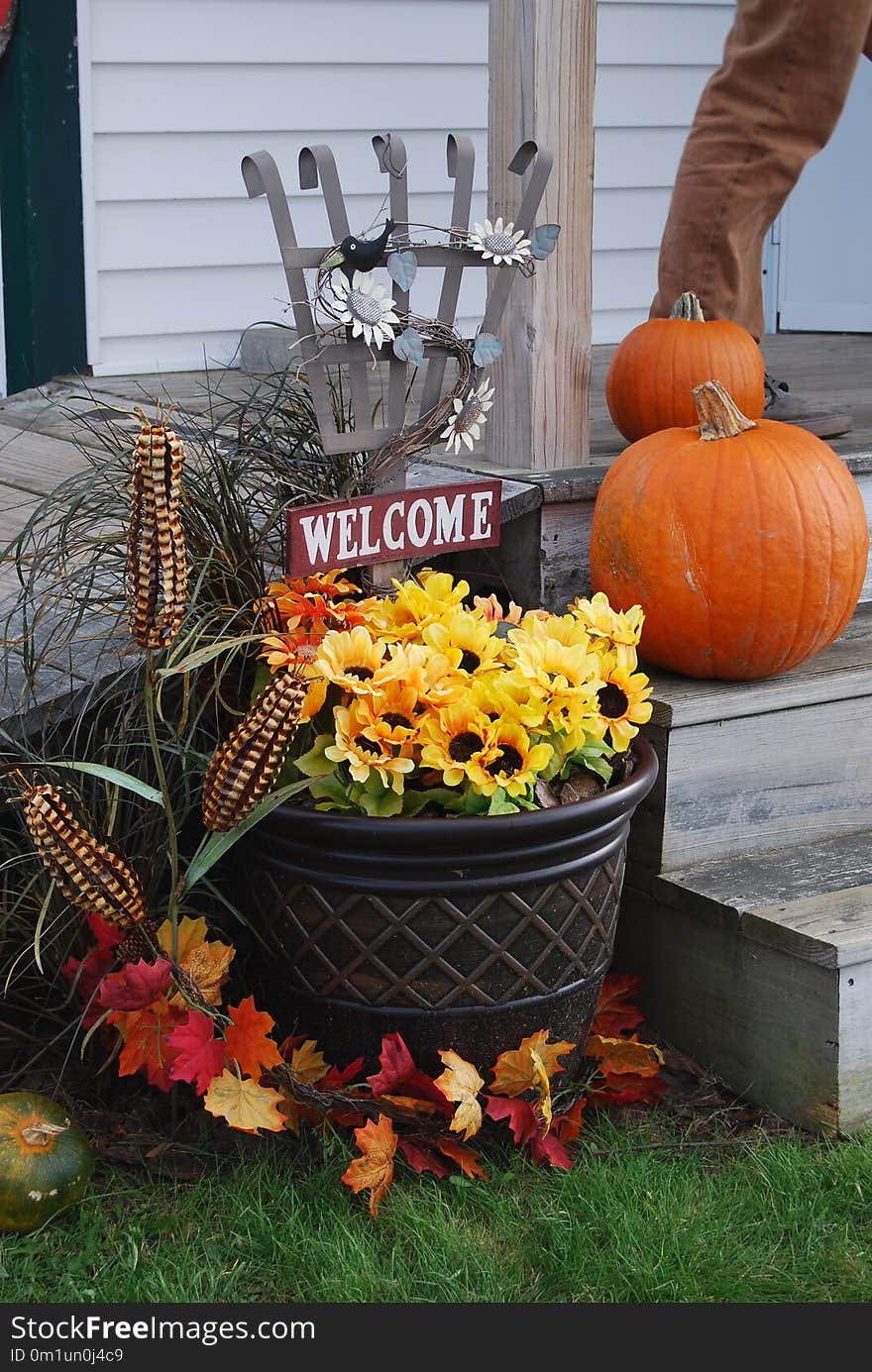 Pumpkin, Produce, Local Food, Cucurbita