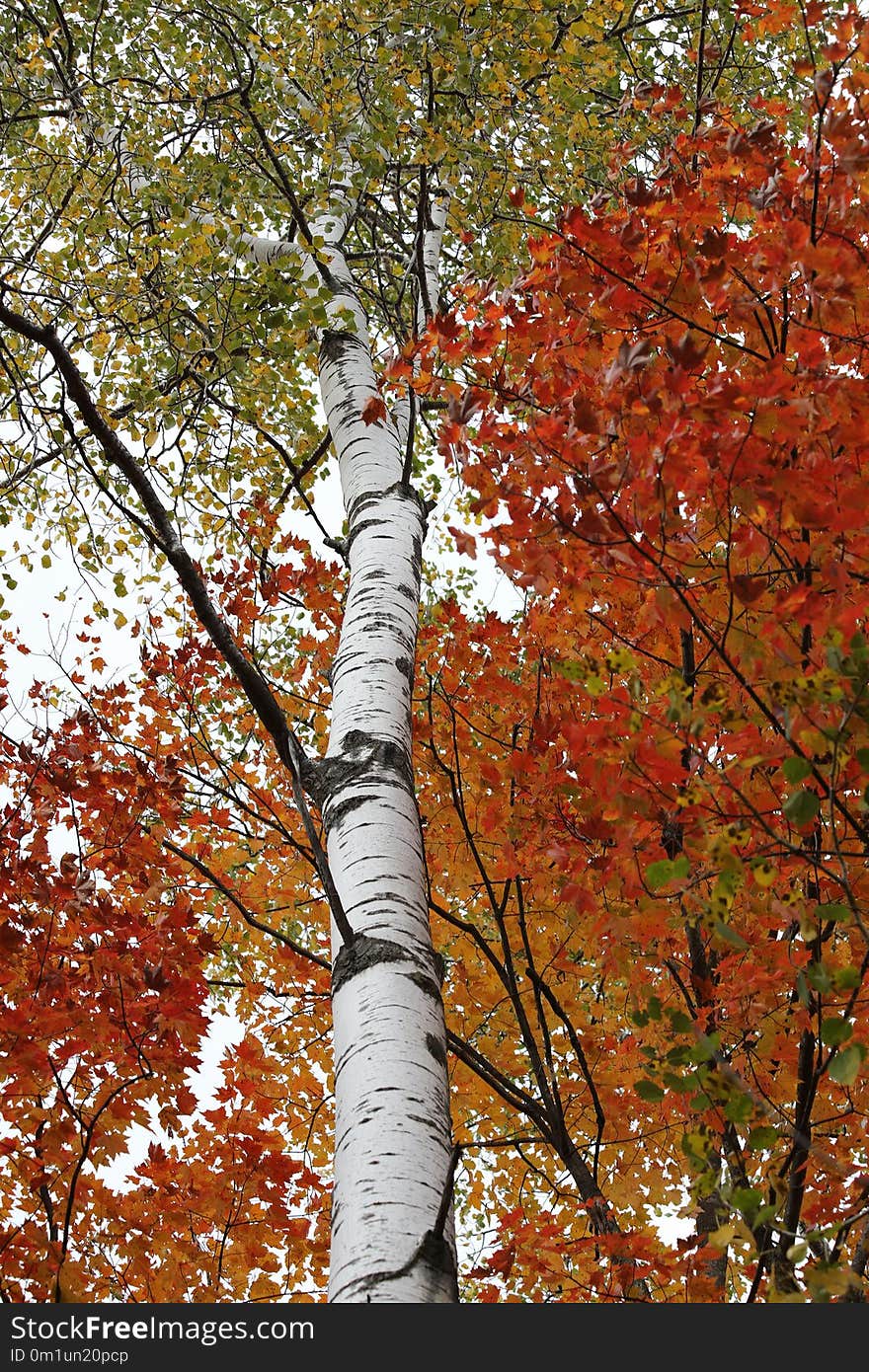 Tree, Autumn, Woody Plant, Leaf