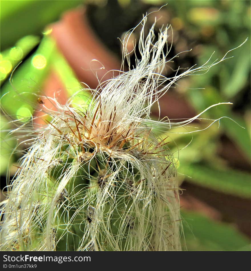 Vegetation, Plant, Close Up, Grass Family