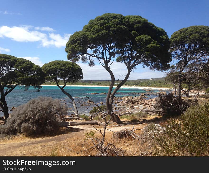 Vegetation, Tree, Nature Reserve, Plant