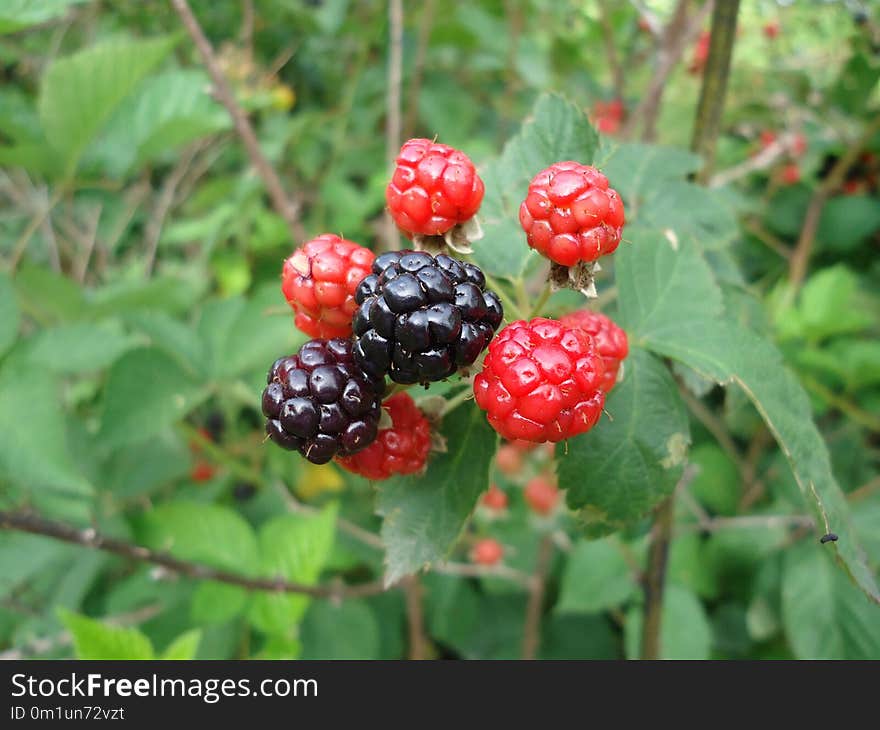 Berry, Raspberry, Raspberries Blackberries And Dewberries, Mulberry