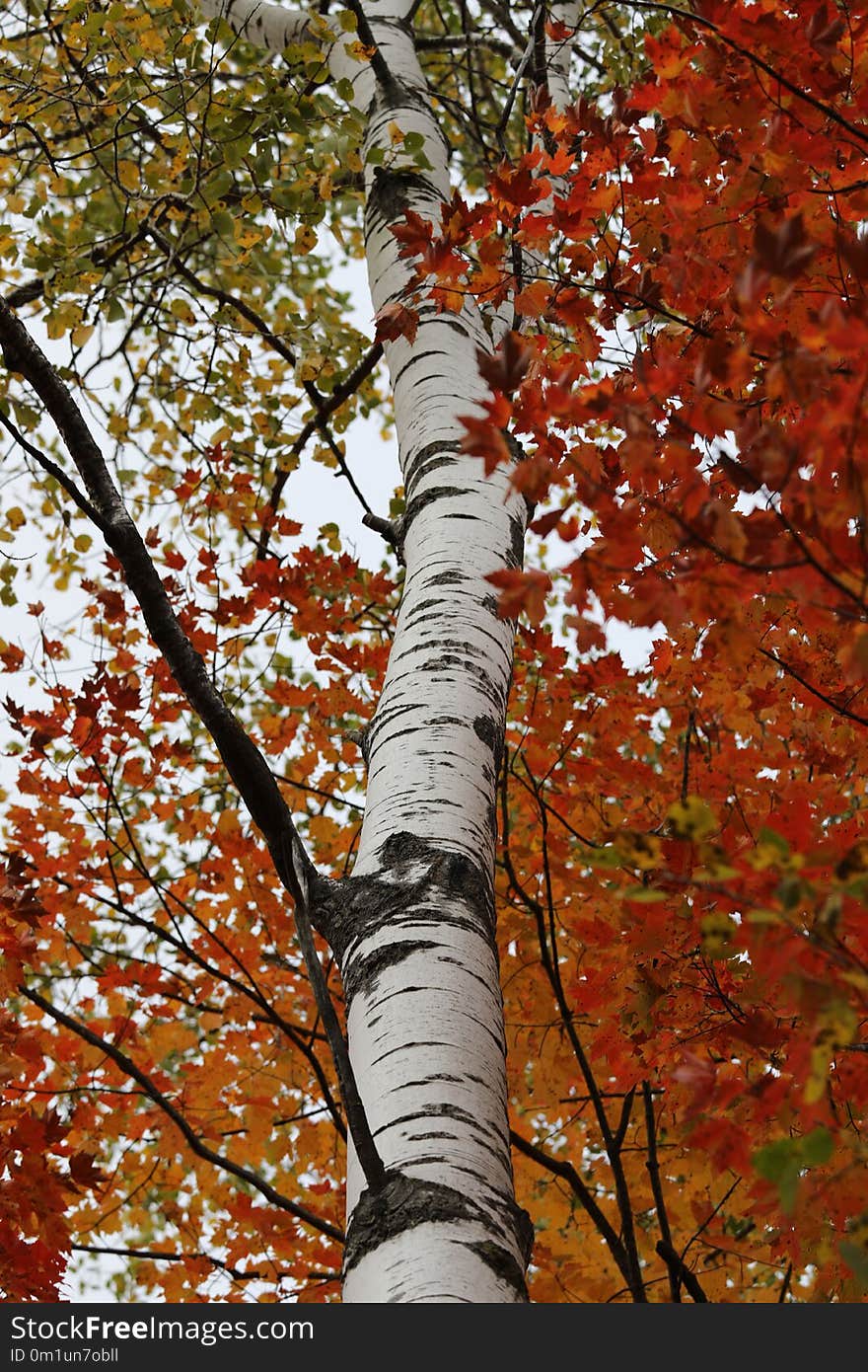 Tree, Woody Plant, Autumn, Leaf