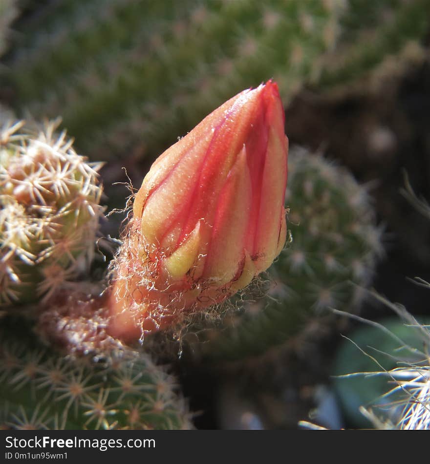 Plant, Cactus, Flowering Plant, Thorns Spines And Prickles