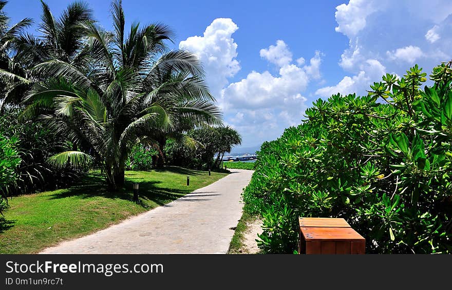 Vegetation, Sky, Tree, Palm Tree