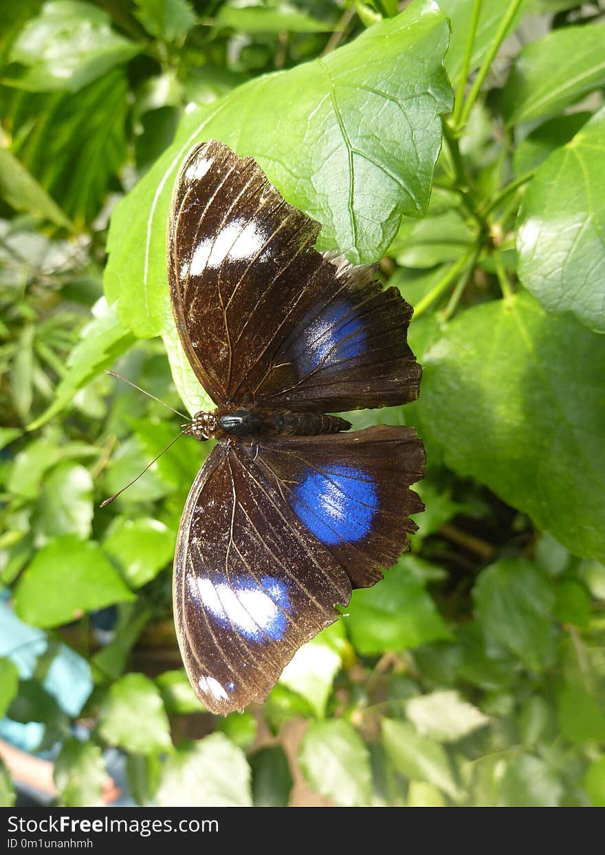 Butterfly, Moths And Butterflies, Insect, Brush Footed Butterfly