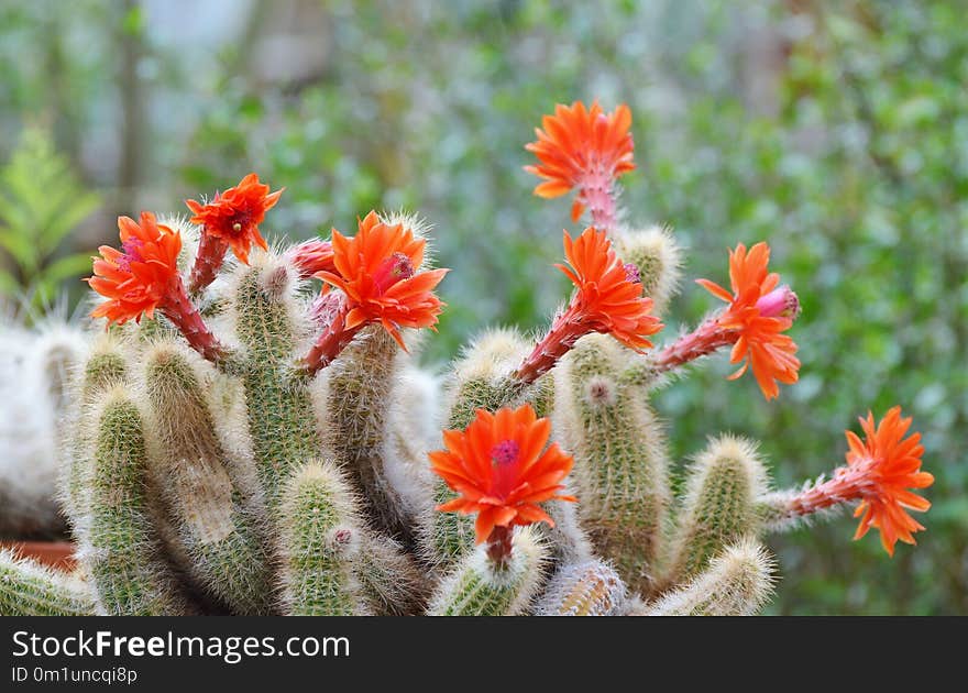 Plant, Flowering Plant, Vegetation, Cactus