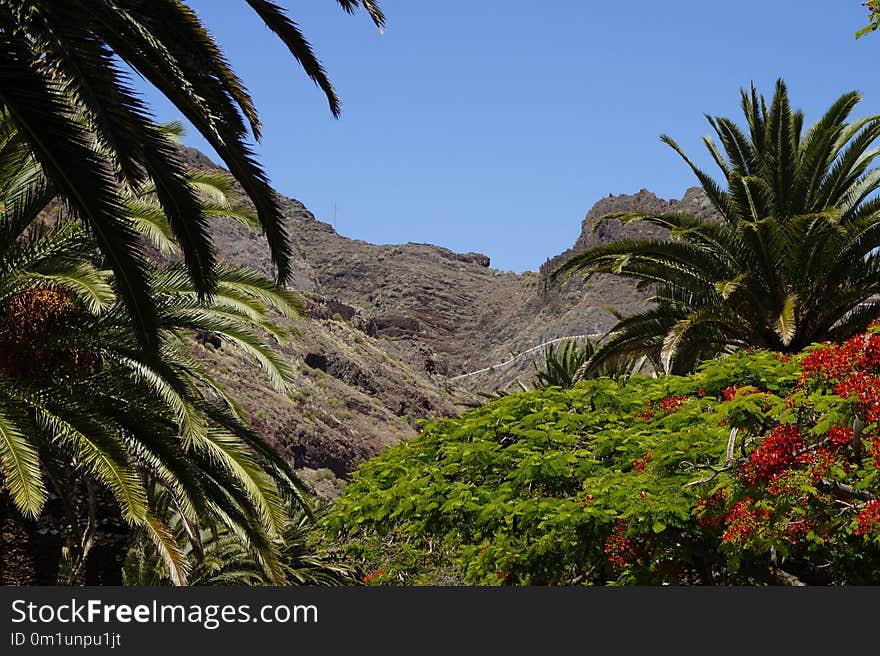 Vegetation, Nature, Mountainous Landforms, Tree