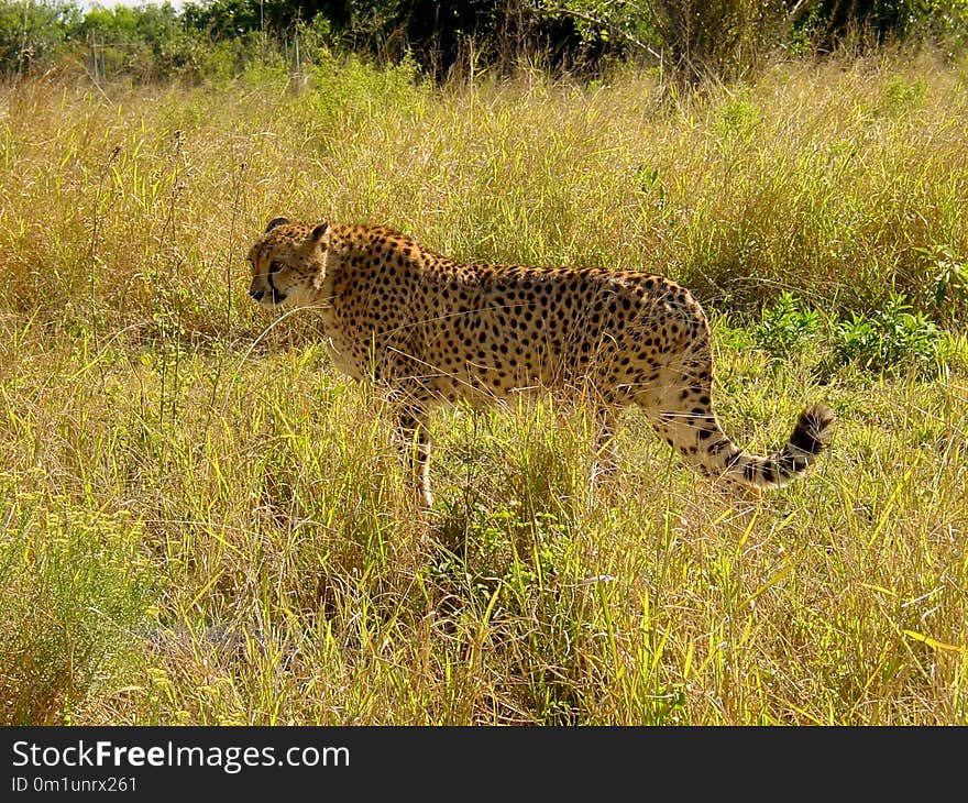 Wildlife, Terrestrial Animal, Cheetah, Leopard