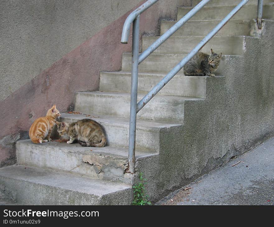 Fauna, Wall, Small To Medium Sized Cats, Cat