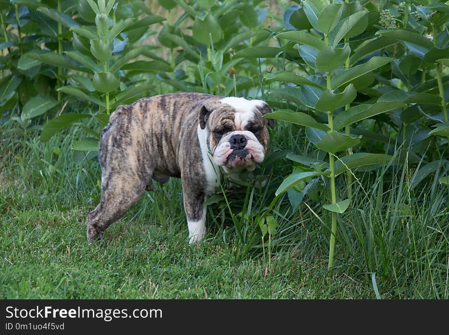 Dog Breed, Dog Like Mammal, Dog, Old English Bulldog