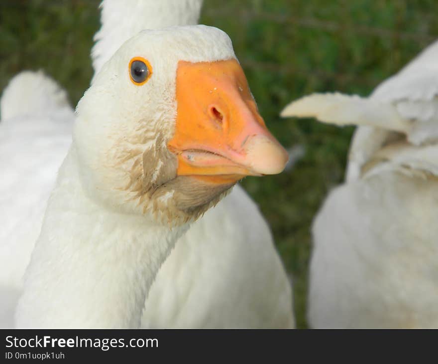 Bird, Beak, Water Bird, Duck