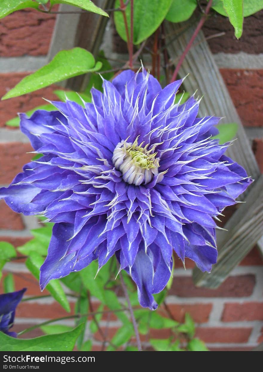 Flower, Blue, Plant, Purple