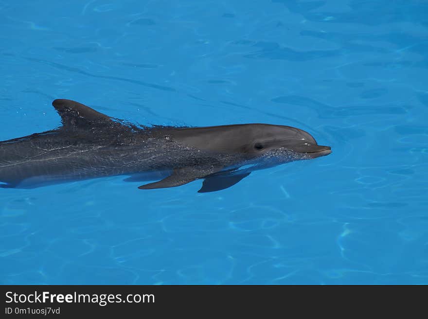 Common Bottlenose Dolphin, Dolphin, Marine Mammal, Mammal