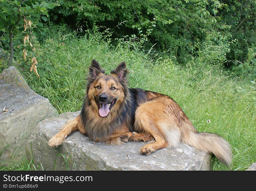 Dog, Old German Shepherd Dog, Mammal, Dog Breed