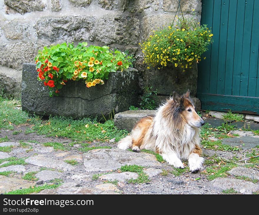 Dog Breed Group, Dog, Dog Like Mammal, Shetland Sheepdog