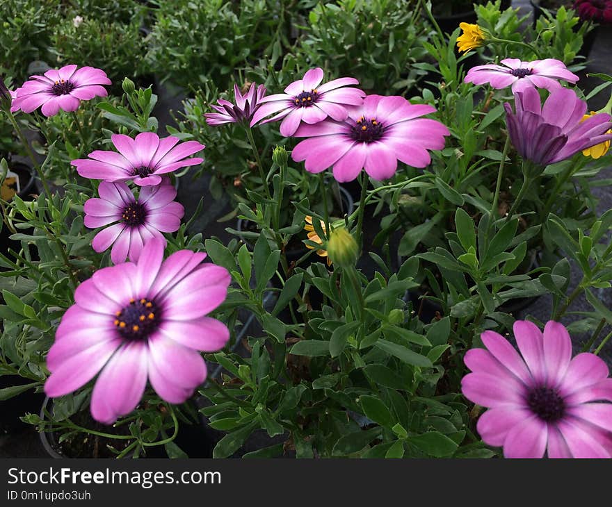 Flower, Plant, Flora, Flowering Plant