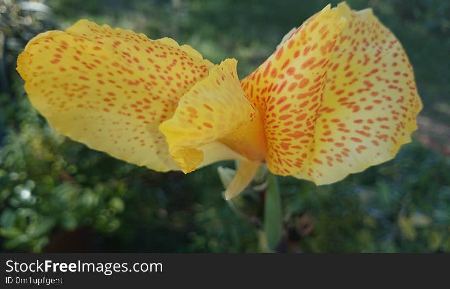 Flower, Plant, Canna Family, Aquatic Plant