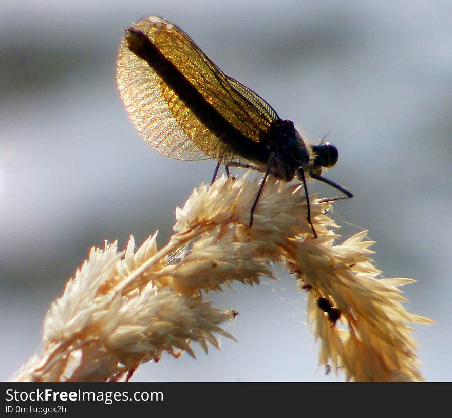 Insect, Invertebrate, Pest, Fly