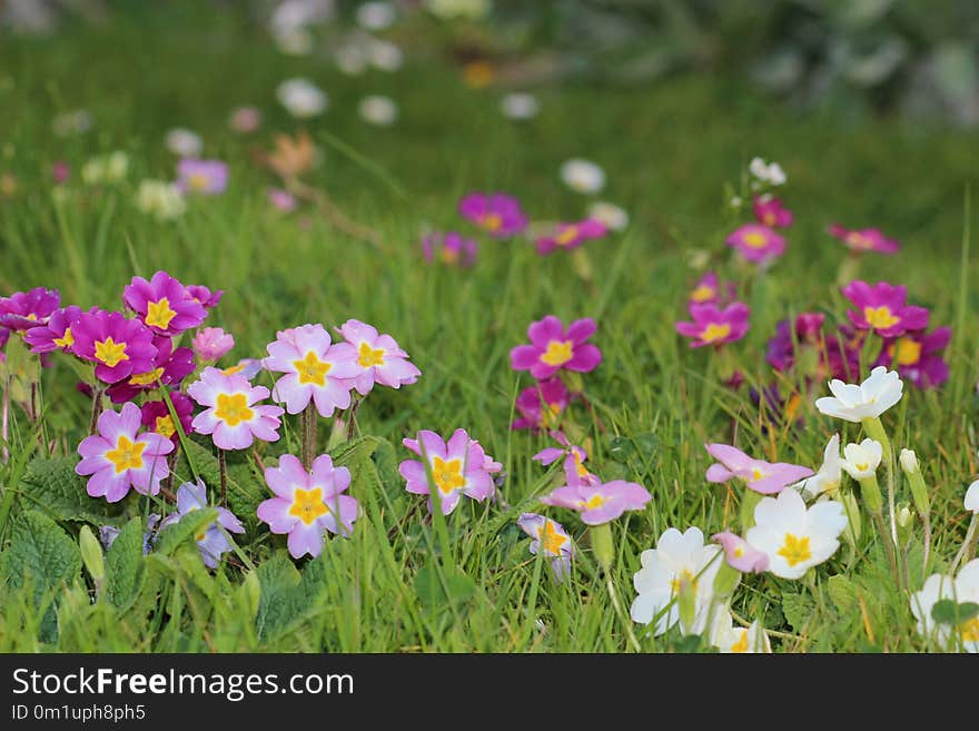 Flower, Wildflower, Flora, Plant