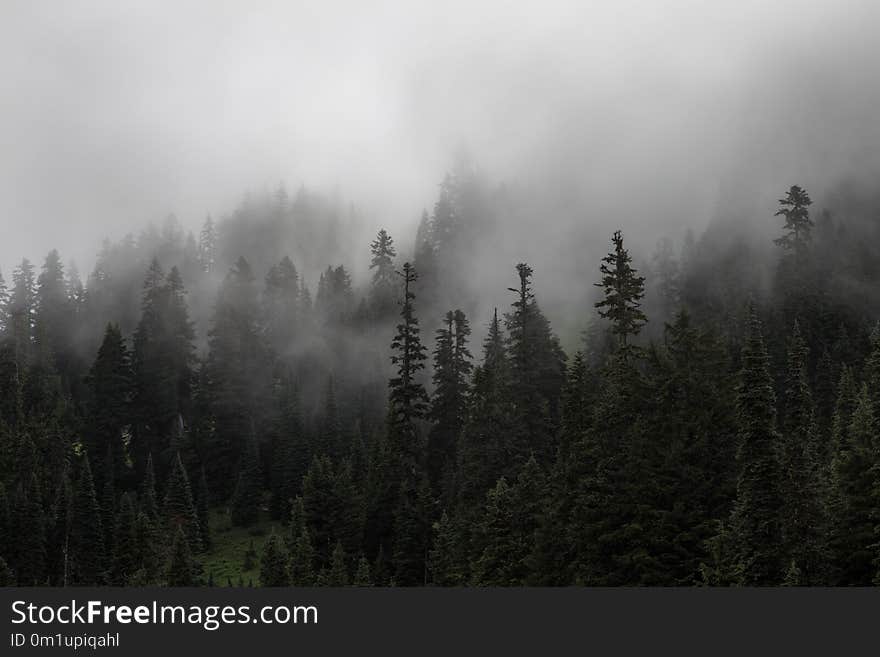 Fog, Mist, Tree, Ecosystem